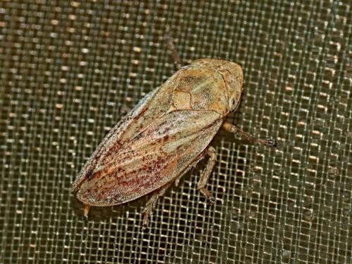Philaenus spumarius